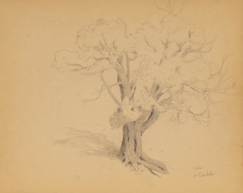 Charles Partridge Adams (1858-1942) artwork for sale. Cedar At Carbondale (Cedar Tree), Drawing, circa 1910, Denver, Colorado, Art Gallery)