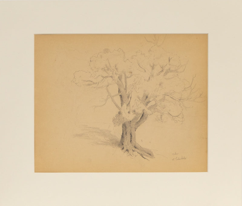 Cedar At Carbondale (Cedar Tree), Drawing, circa 1910