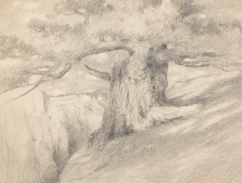 Charles Partridge Adams (1858-1942) artwork for sale. Untitled (Ancient Tree), Drawing, circa 1910, Denver, Colorado, Art Gallery)