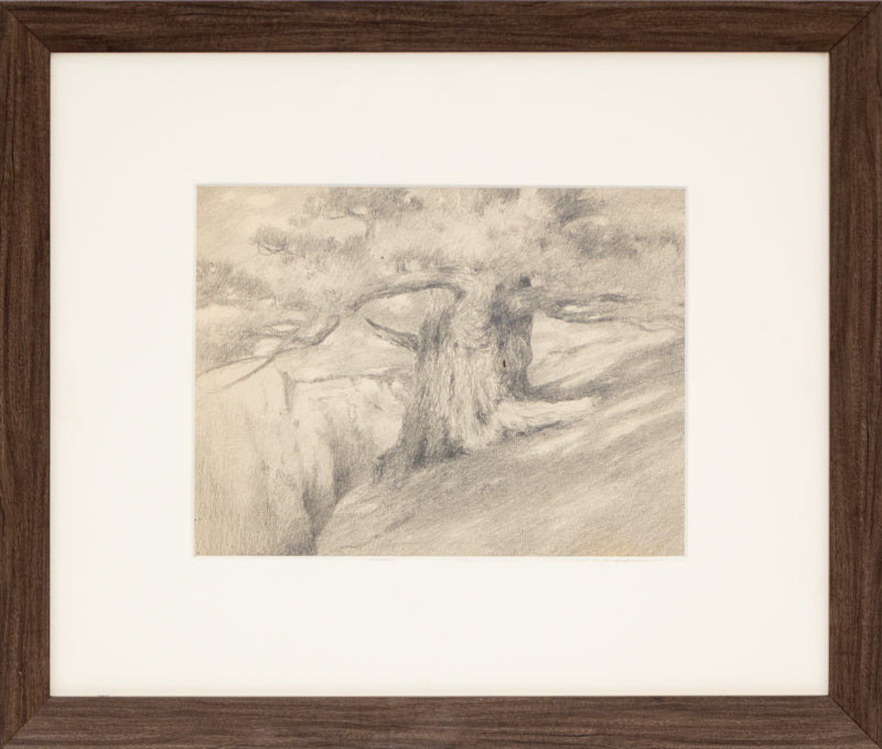 Untitled (Ancient Tree), Drawing, circa 1910