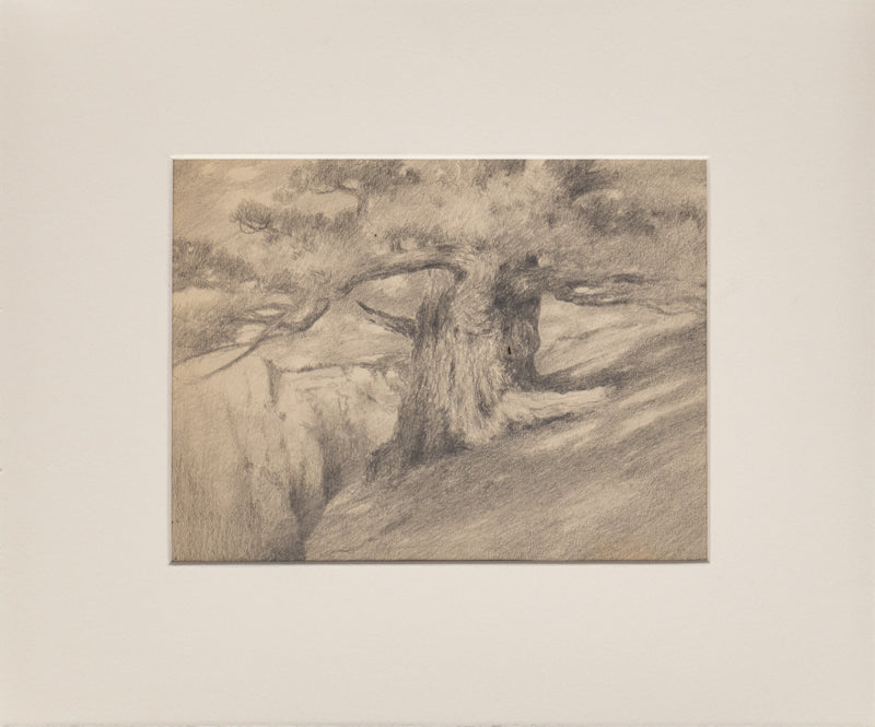 Untitled (Ancient Tree), Drawing, circa 1910