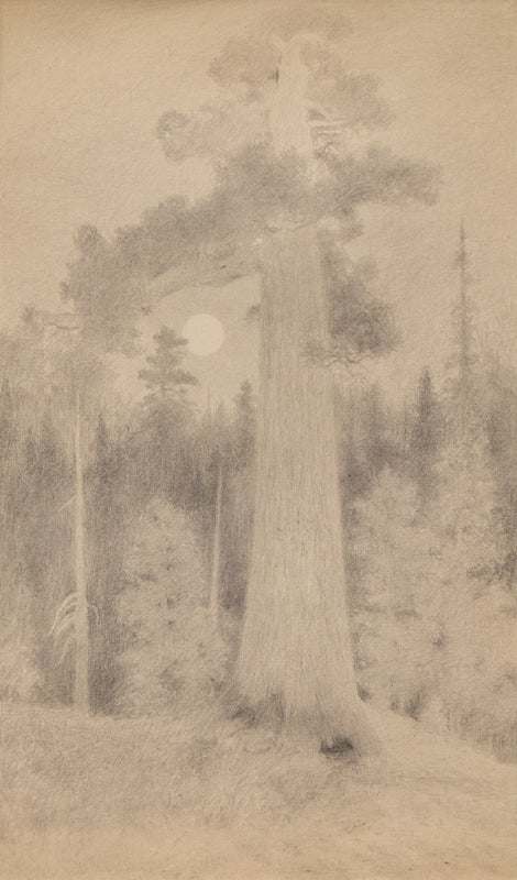 Charles Partridge Adams (1858-1942) artwork for sale. Untitled (Redwood), Drawing, circa 1910, Denver, Colorado, Art Gallery)