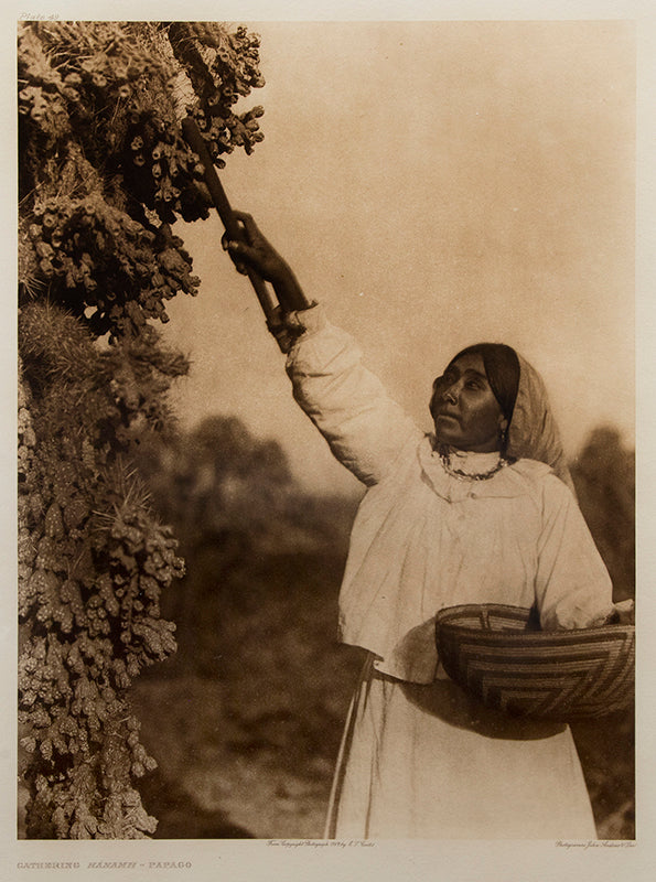 Edward Curtis (1868-1952) artwork for sale. Gathering Hánamh- Papago, Portfolio #2, Plate #49, Photogravure, 1907, Denver, Colorado, Art Gallery)