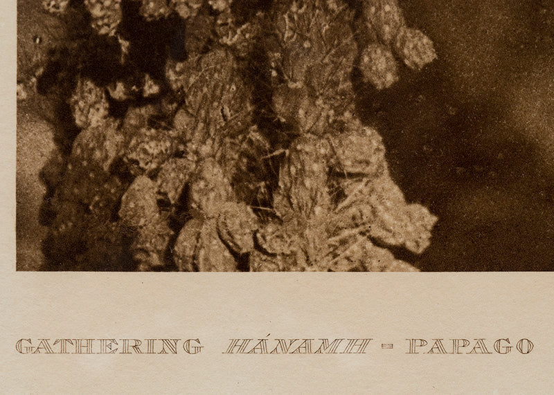 Gathering Hánamh- Papago, Portfolio #2, Plate #49, Photogravure, 1907