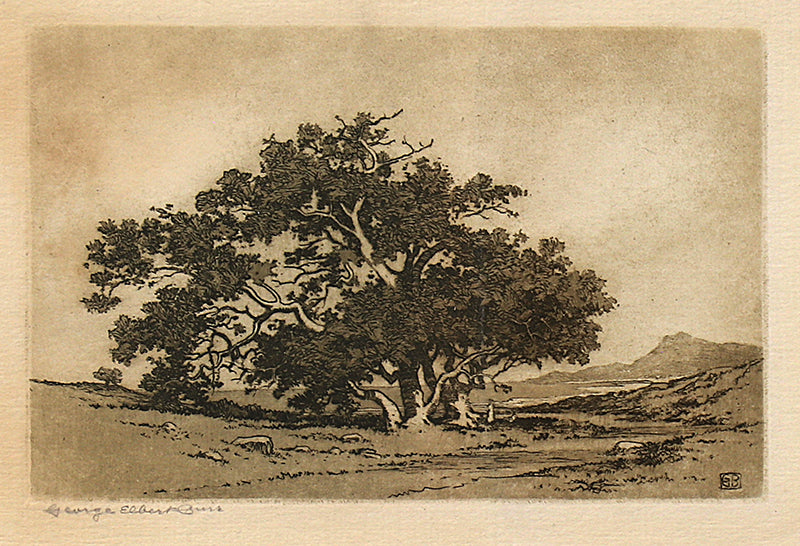 George Elbert Burr (1859-1939) artwork for sale. Santa Barbara Live Oaks (California Landscape), Print, Denver, Colorado, Art Gallery)