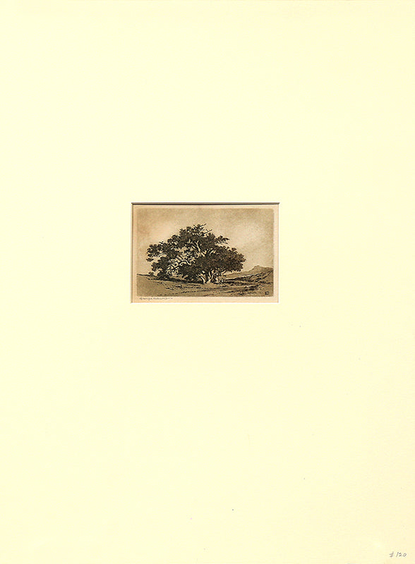 Santa Barbara Live Oaks (California Landscape), Print