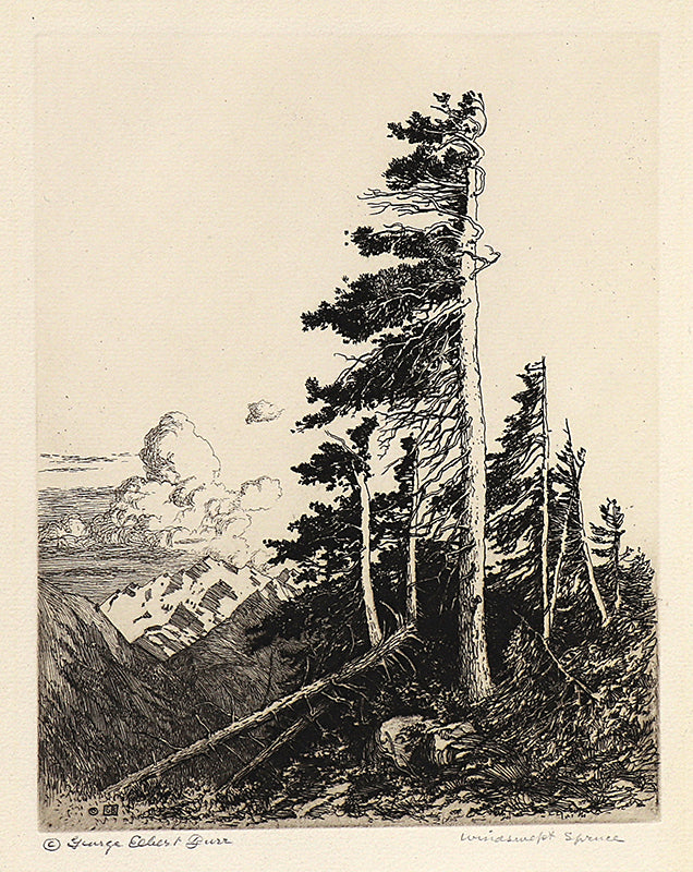 George Elbert Burr (1859-1939) artwork for sale. Windswept Spruce (Colorado), Print, 1917, Denver, Colorado, Art Gallery)