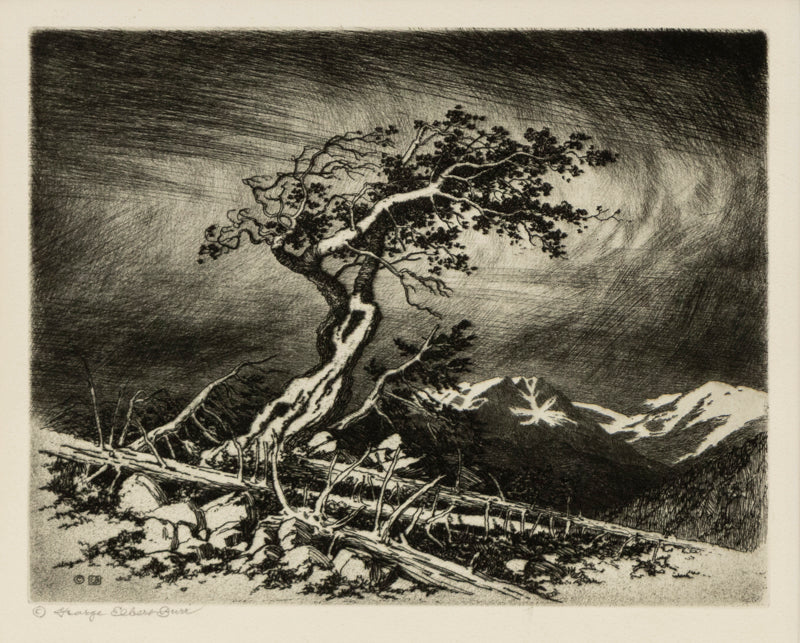 George Elbert Burr (1859-1939) artwork for sale. Timberline Pine (Estes Park, Colorado), Print, 1917, Denver, Colorado, Art Gallery)
