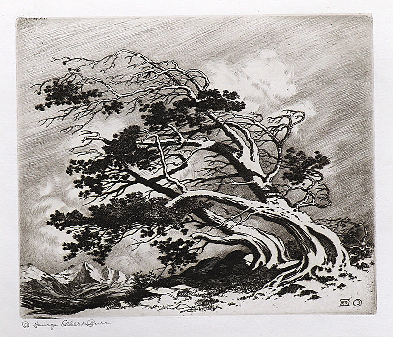George Elbert Burr (1859-1939) artwork for sale. Pines in Wind, Estes Park (Pines In Winter, Colorado), Print, circa 1915, Denver, Colorado, Art Gallery)