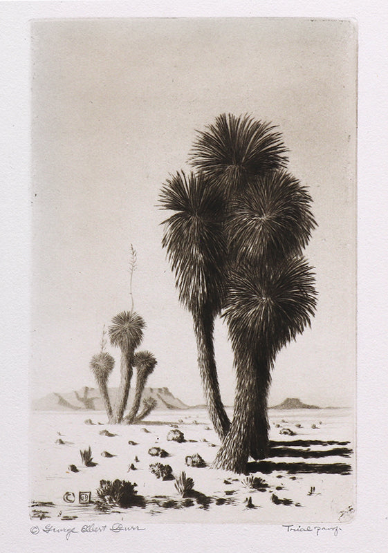 George Elbert Burr (1859-1939) artwork for sale. Yuccas (Arizona - Desert Set), Print, circa 1921, Denver, Colorado, Art Gallery)