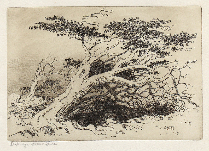 George Elbert Burr (1859-1939) artwork for sale. Untitled (Bristlecone Pine, Christmas Plate), Print, circa 1915, Denver, Colorado, Art Gallery)
