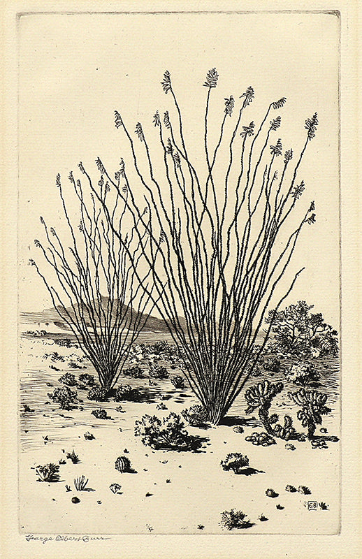 George Elbert Burr (1859-1939) artwork for sale. Ocotillo, Arizona (Desert Landscape with Cacti), Print, circa 1925, Denver, Colorado, Art Gallery)