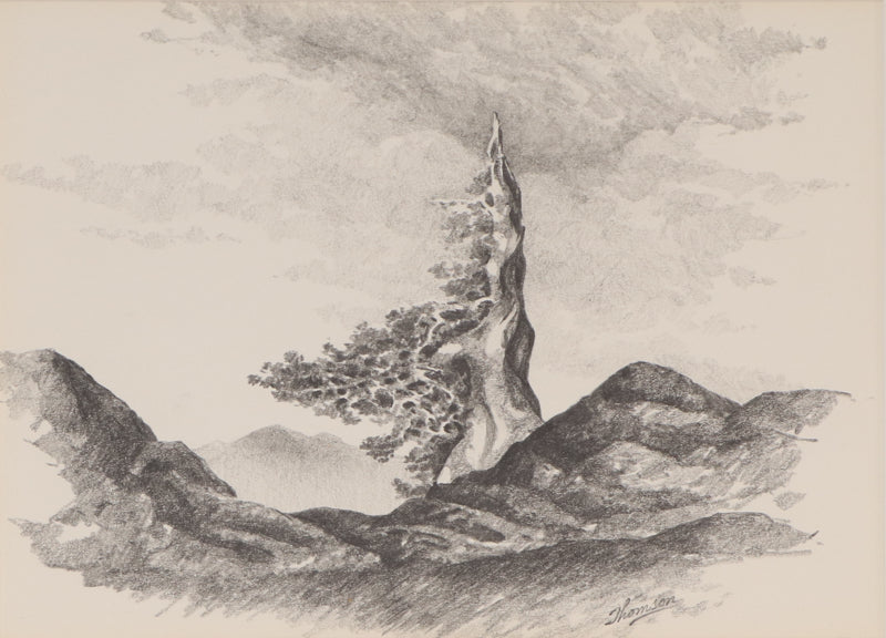Herbert Thomson (1926-2001) artwork for sale. Untitled (Old Bristlecone Pine), Drawing, Denver, Colorado, Art Gallery)