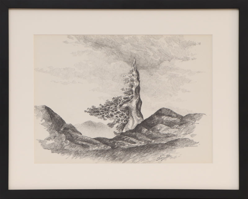 Untitled (Old Bristlecone Pine), Drawing