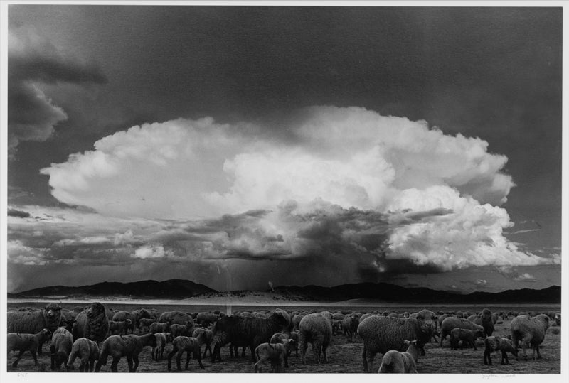 Myron Wood (1921-1999) artwork for sale. Sheep, Storm, South Park, Colorado (Sheep grazing on a Colorado plain), Photograph, 1967, Denver, Colorado, Art Gallery)