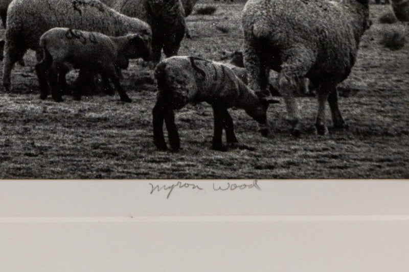 Sheep, Storm, South Park, Colorado (Sheep grazing on a Colorado plain), Photograph, 1967