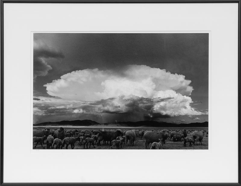 Sheep, Storm, South Park, Colorado (Sheep grazing on a Colorado plain), Photograph, 1967