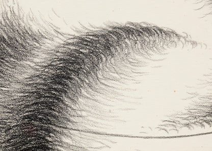 Convolution (Black and White Abstract), Print, 1948