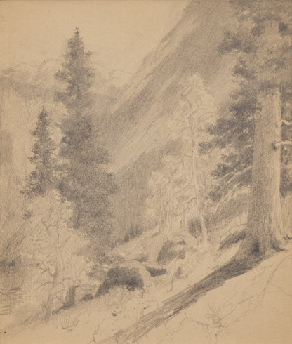 Charles Partridge Adams (1858-1942) artwork for sale. Untitled (Forest of Ponderosa Pine, Aspens and Spruce Trees, near Allenspark, CO), Drawing, circa 1910, Denver, Colorado, Art Gallery)