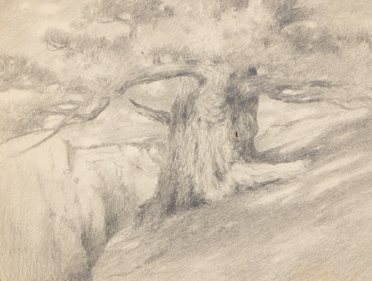 Charles Partridge Adams (1858-1942) artwork for sale. Untitled (Ancient Tree), Drawing, circa 1910, Denver, Colorado, Art Gallery)