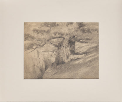 Untitled (Ancient Tree), Drawing, circa 1910