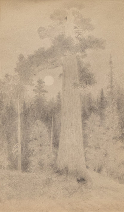 Charles Partridge Adams (1858-1942) artwork for sale. Untitled (Redwood), Drawing, circa 1910, Denver, Colorado, Art Gallery)