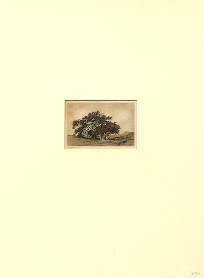 Santa Barbara Live Oaks (California Landscape), Print