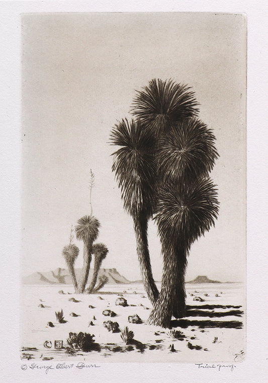 George Elbert Burr (1859-1939) artwork for sale. Yuccas (Arizona - Desert Set), Print, circa 1921, Denver, Colorado, Art Gallery)