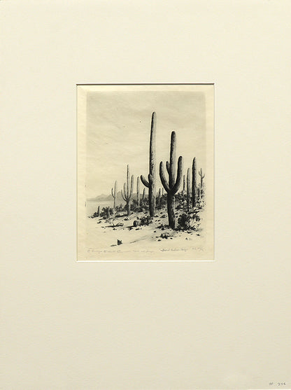 Giant Cactus, Arizona  (Desert Set), Print, circa 1921
