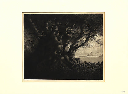 Old Olive and Monte Carlo (France), Print, circa 1905
