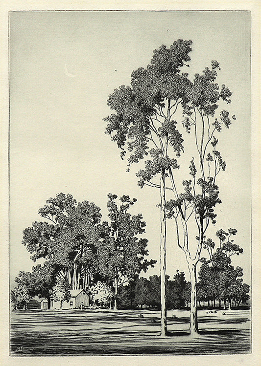 George Elbert Burr (1859-1939) artwork for sale. Eucalyptus Trees, Santa Barbara (California), Print, circa 1925, Denver, Colorado, Art Gallery)