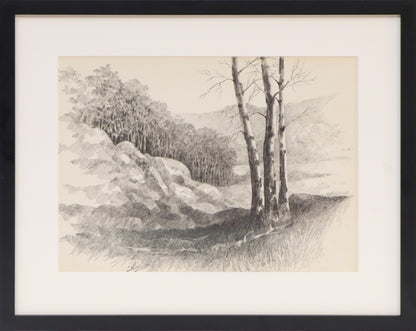 Untitled (Aspen Grove, Colorado), Drawing