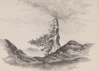 Herbert Thomson (1926-2001) artwork for sale. Untitled (Old Bristlecone Pine), Drawing, Denver, Colorado, Art Gallery)
