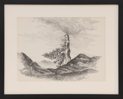 Untitled (Old Bristlecone Pine), Drawing